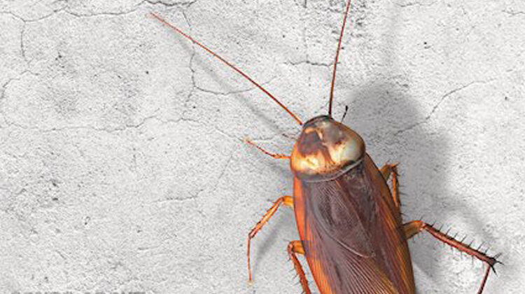 Cockroach Clan – Songs About Blunt Knives and Deep Love (Fysisk Format)