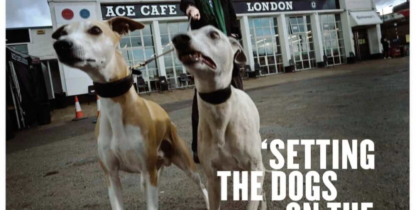 Luke Haines – ‘Setting The Dogs On The Post Punk Postman’ (Cherry Red Records)