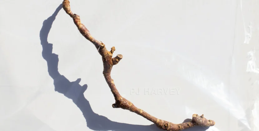 PJ Harey-‘I Inside The Old Year Dying’ (Partisan Records)